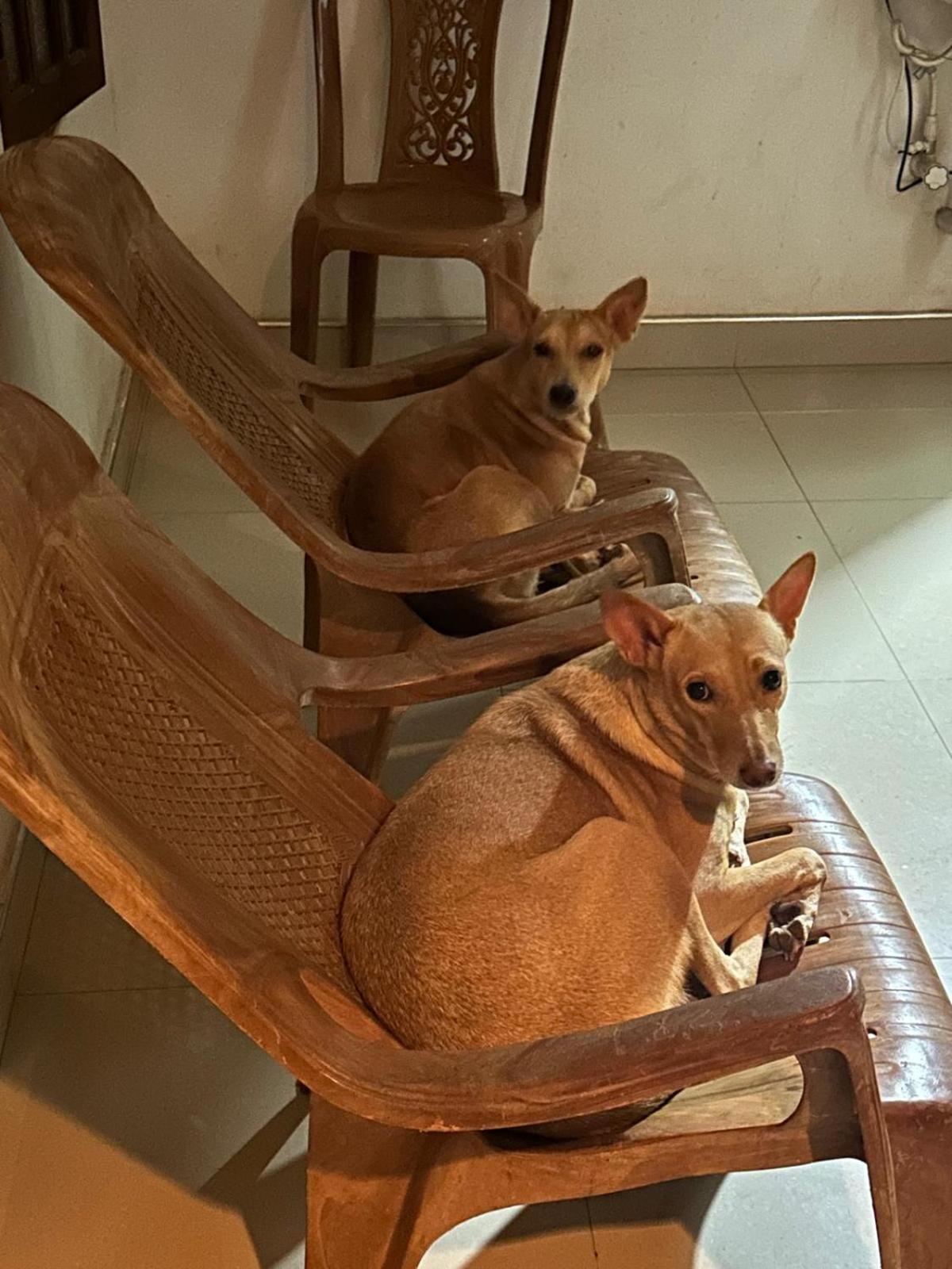 Alass Ga For Pets Lovers 트링코말리 외부 사진